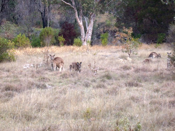 Kangaroo